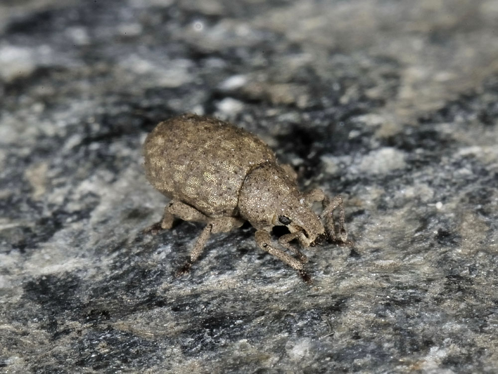 Curculionidae: Romualdius angustisetulus